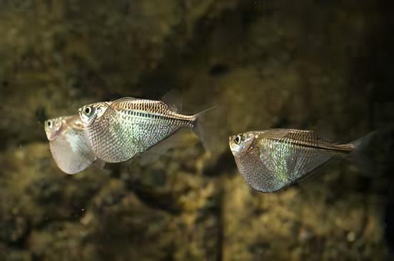 Silver Hatchet Fish Gasteropelecus Sternicla 4cm - Real Aquatics