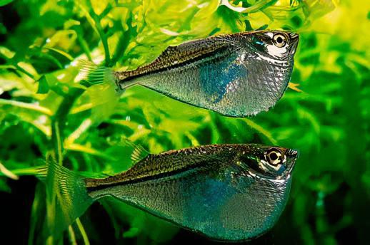 Silver Hatchet Fish Gasteropelecus Sternicla 4cm - Real Aquatics