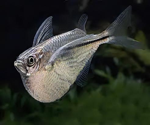 Silver Hatchet Fish Gasteropelecus Sternicla 4cm - Real Aquatics