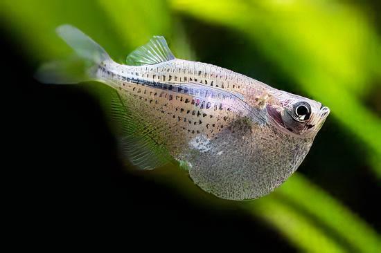 Silver Hatchet Fish Gasteropelecus Sternicla 4cm - Real Aquatics