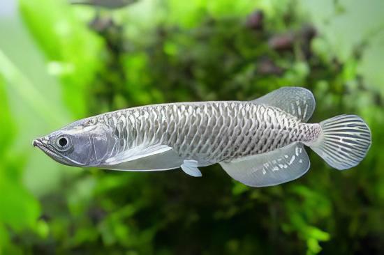 Silver Jardini Pearl Arowana Scleropages Jardini 15cm - Real Aquatics