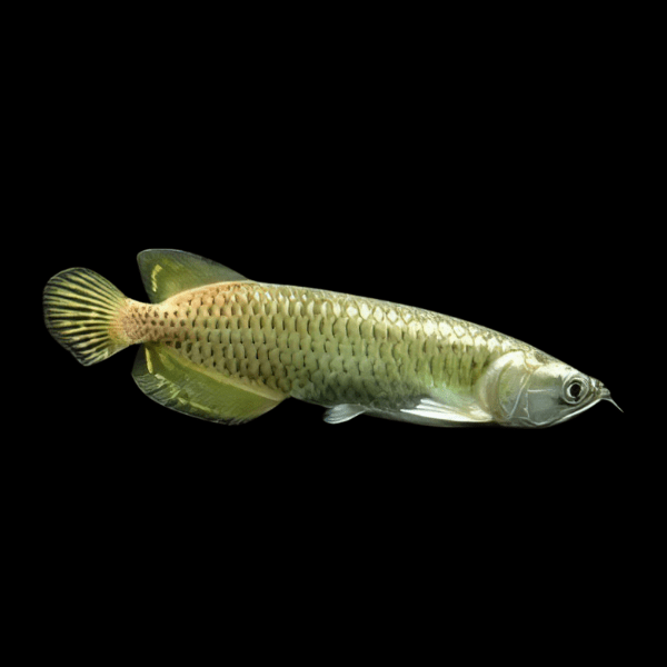 Silver Jardini Pearl Arowana Scleropages Jardini 15cm - Real Aquatics