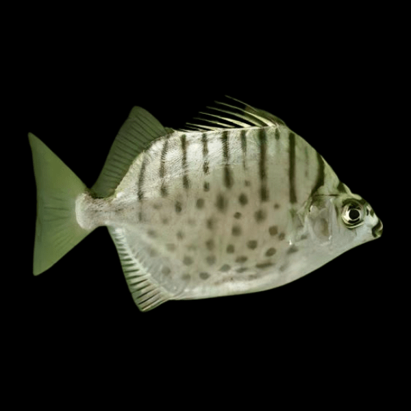 Silver Scat Selenotoca Multifasciata 4cm - Real Aquatics