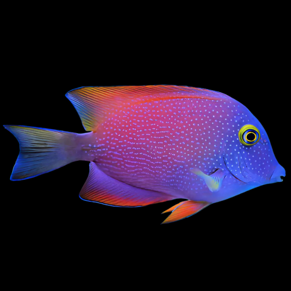Silver Spot Tang Ctenochaetus Truncatus - Real Aquatics