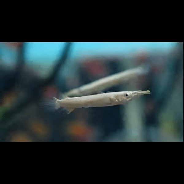 Silver Wrestling Halfbeak Dermogenys Pusilla 3cm - Real Aquatics