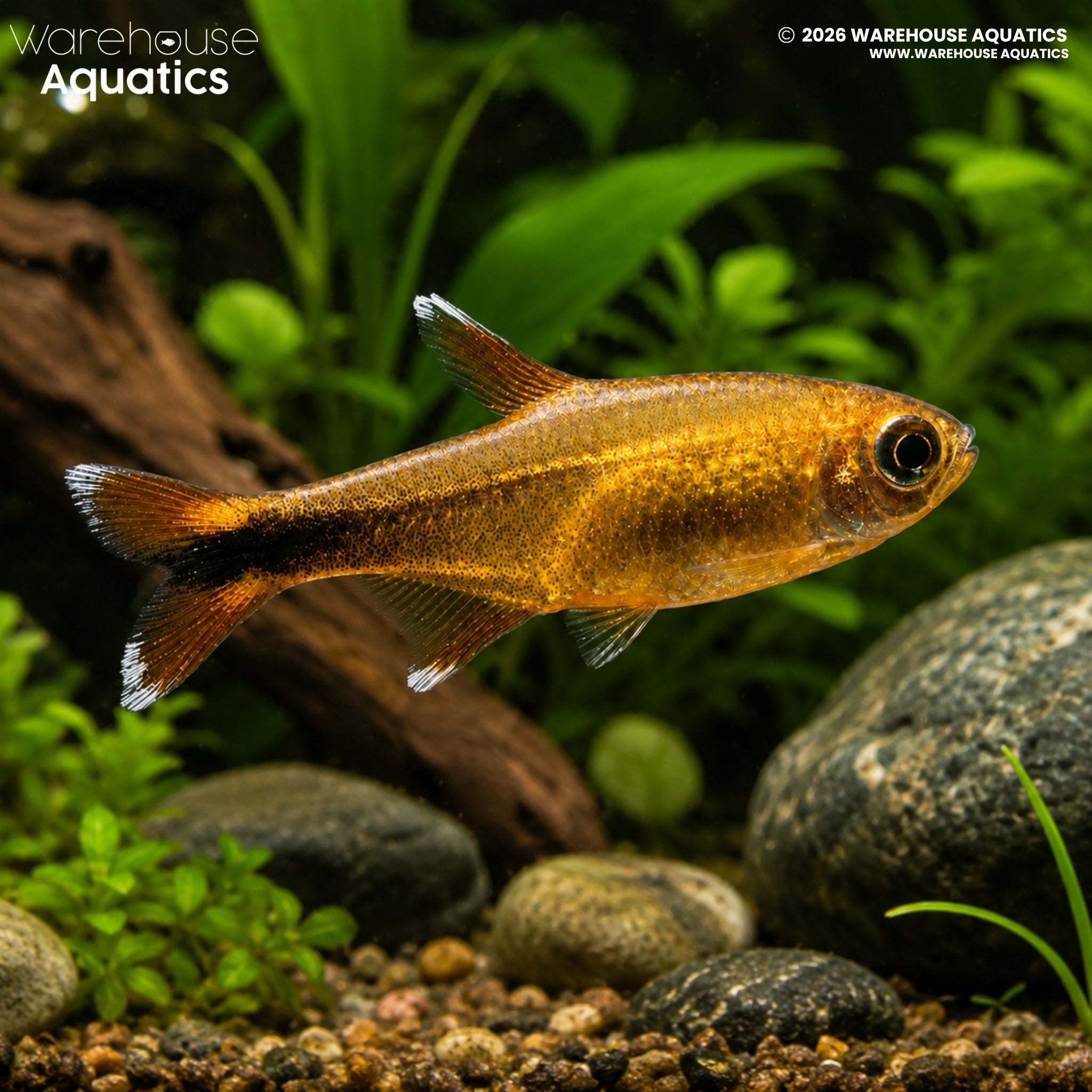 Silvertip Tetra (Hasemania nana)