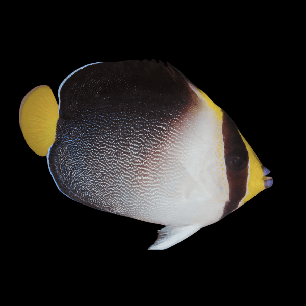 Singapore Vermiculated Angelfish Chaetodontoplus Mesoleucus - Real Aquatics