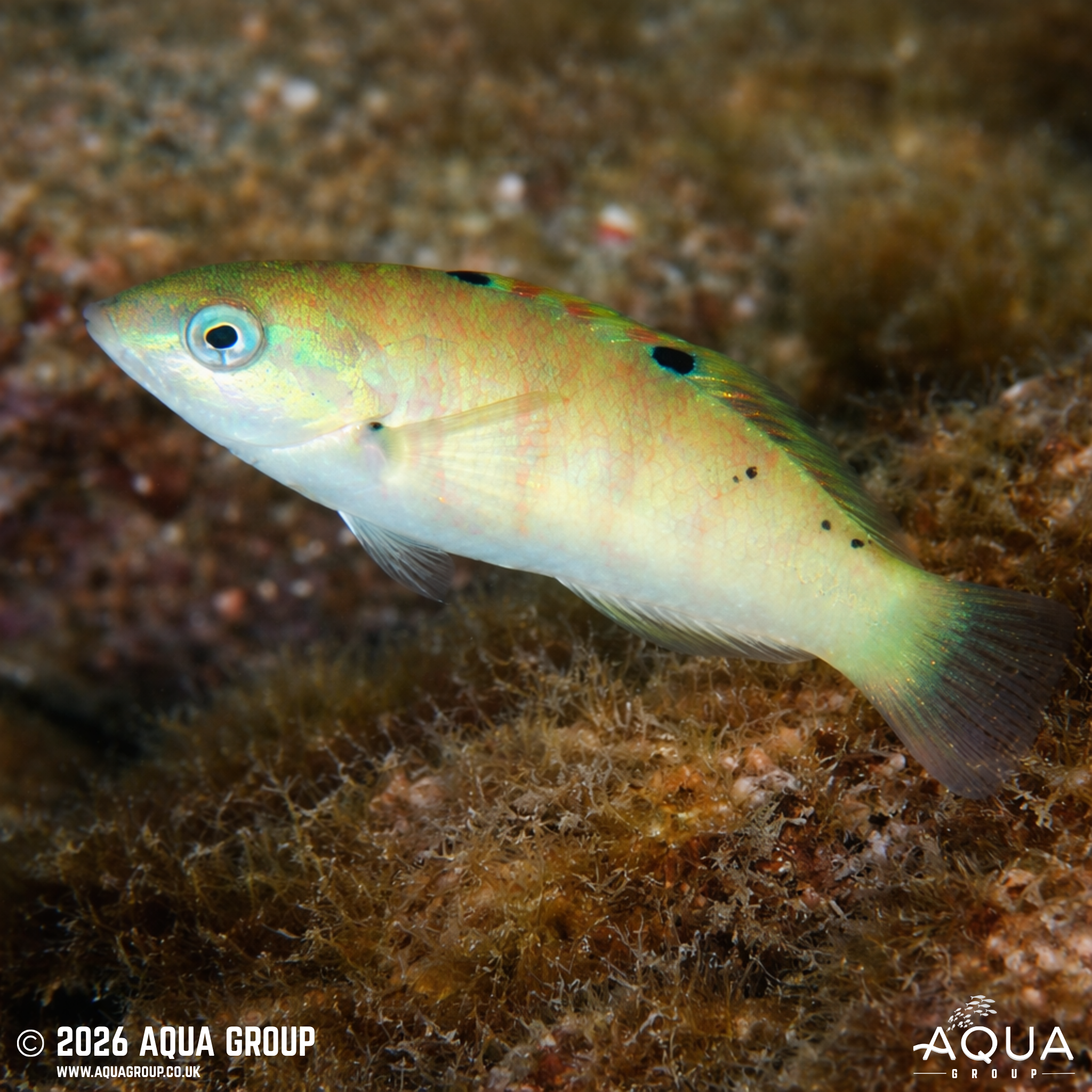 Sixbar Wrasse (Thalassoma hardwicke)