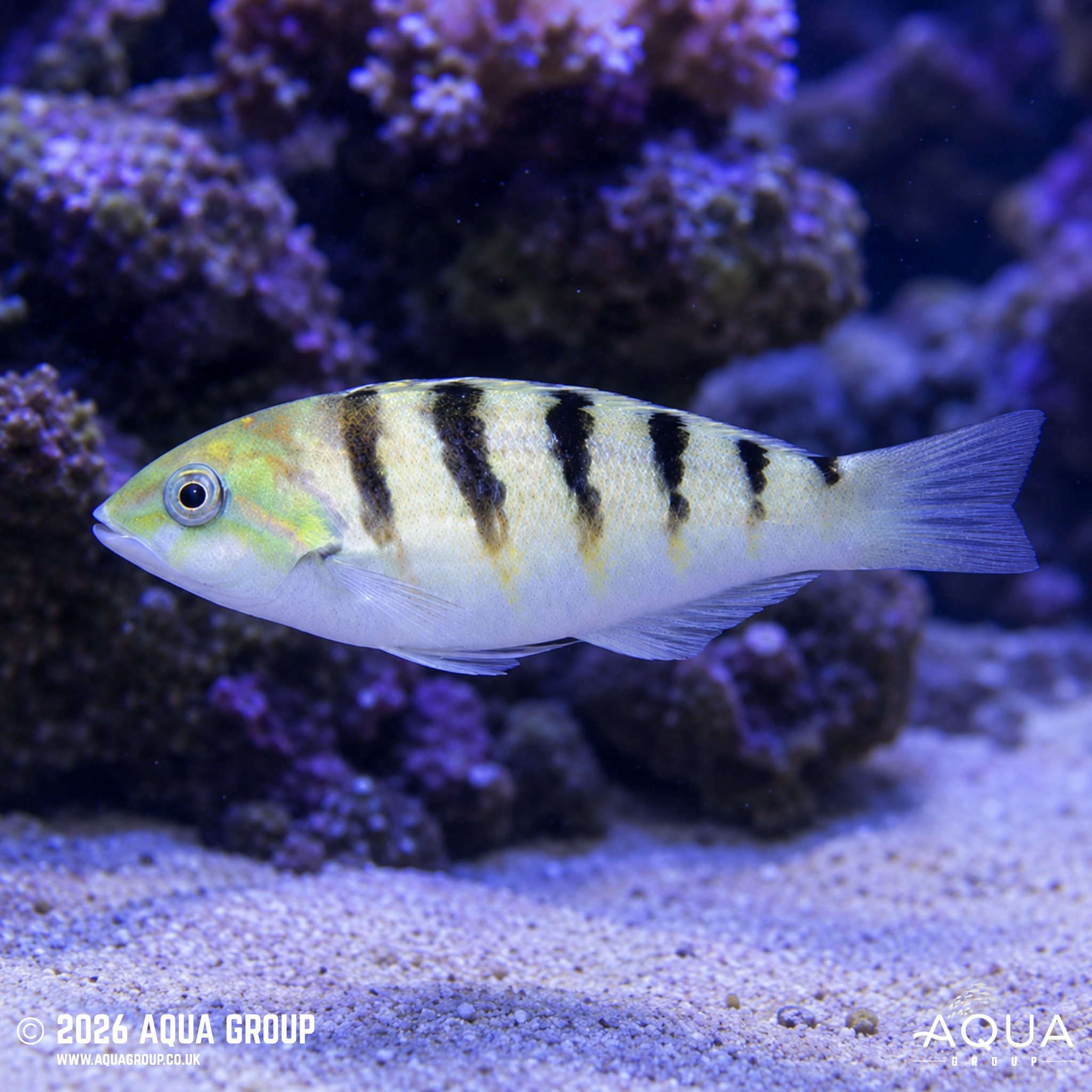 Sixbar Wrasse (Thalassoma hardwicke)