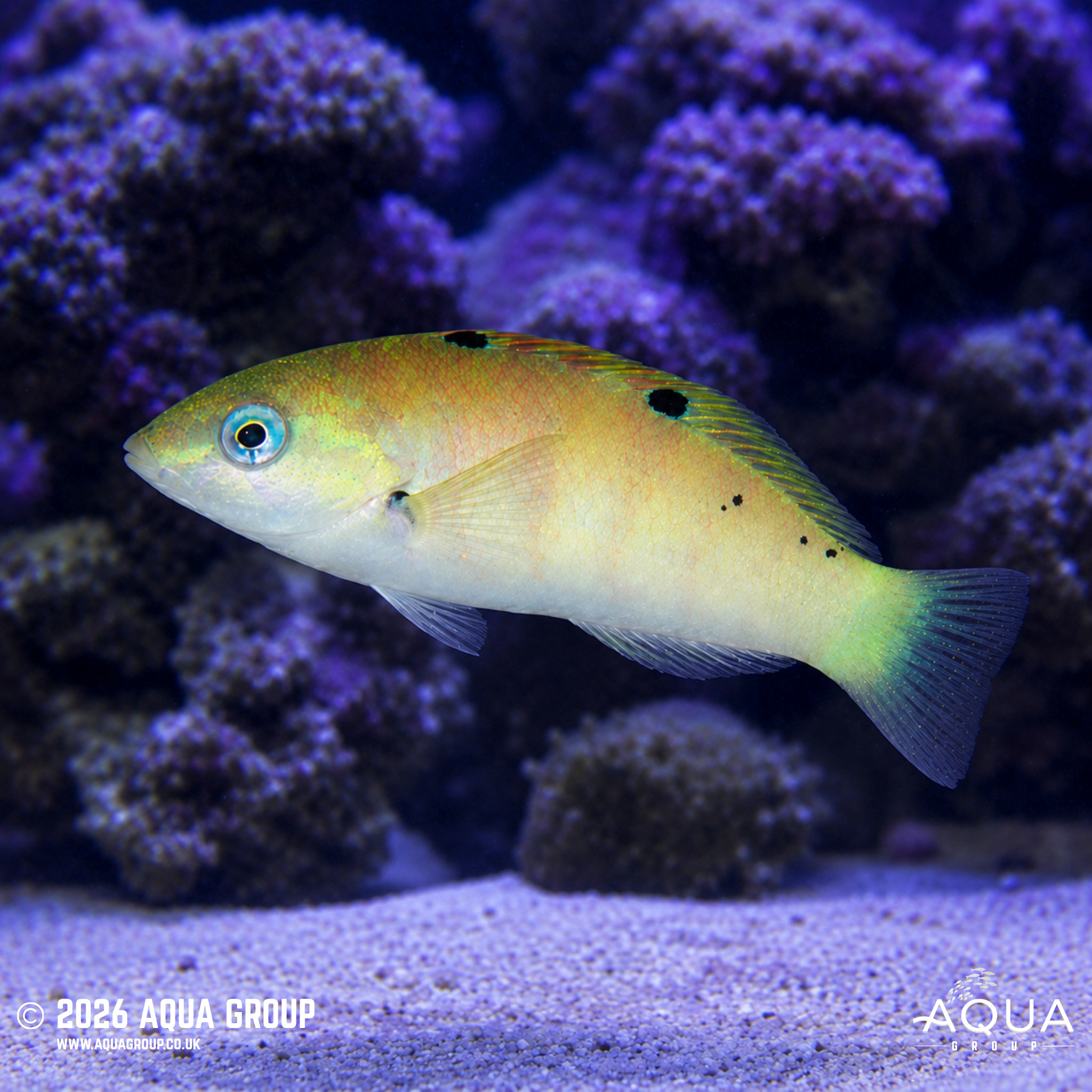 Sixbar Wrasse