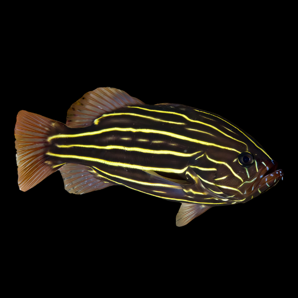 Sixline Grouper Grammistes Sexlineatus - Real Aquatics