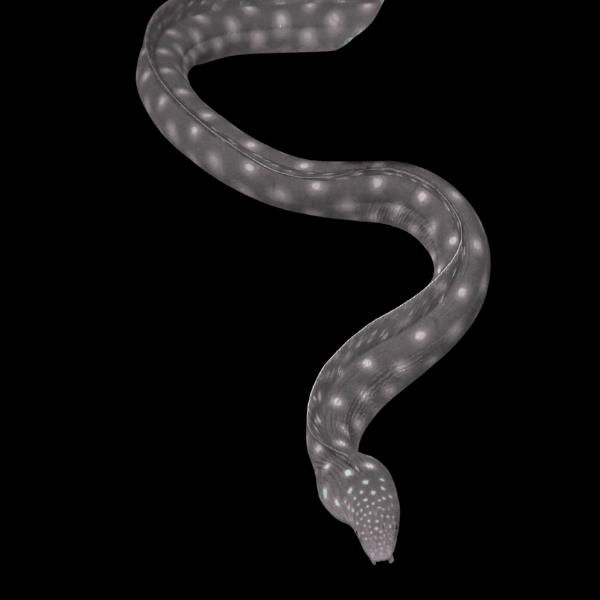 Skeletor Eel Echidna Xanthospilos - Real Aquatics