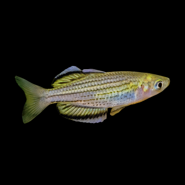 Skull Creek Rainbow Fish Melanotaenia Sahulensis 5cm - Real Aquatics