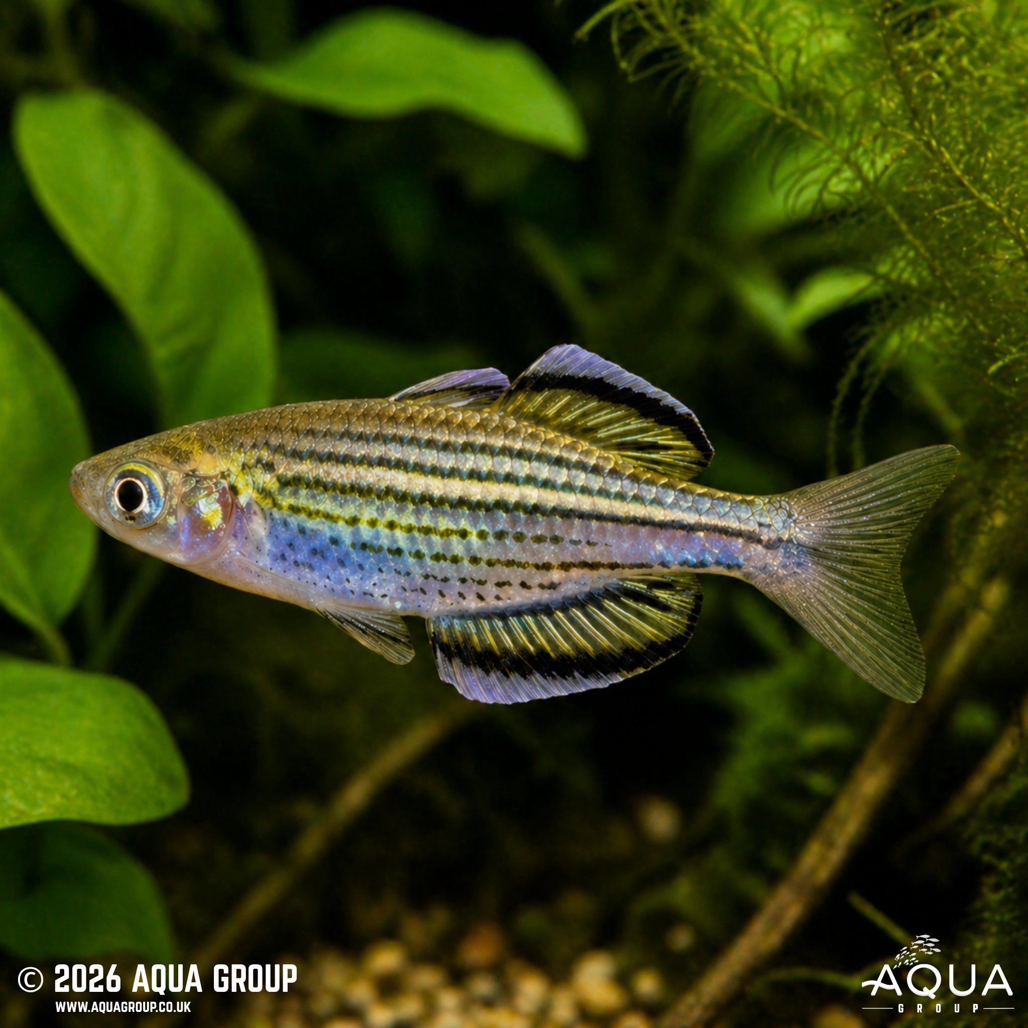 Skull Creek Rainbowfish (Melanotaenia sahulensis)