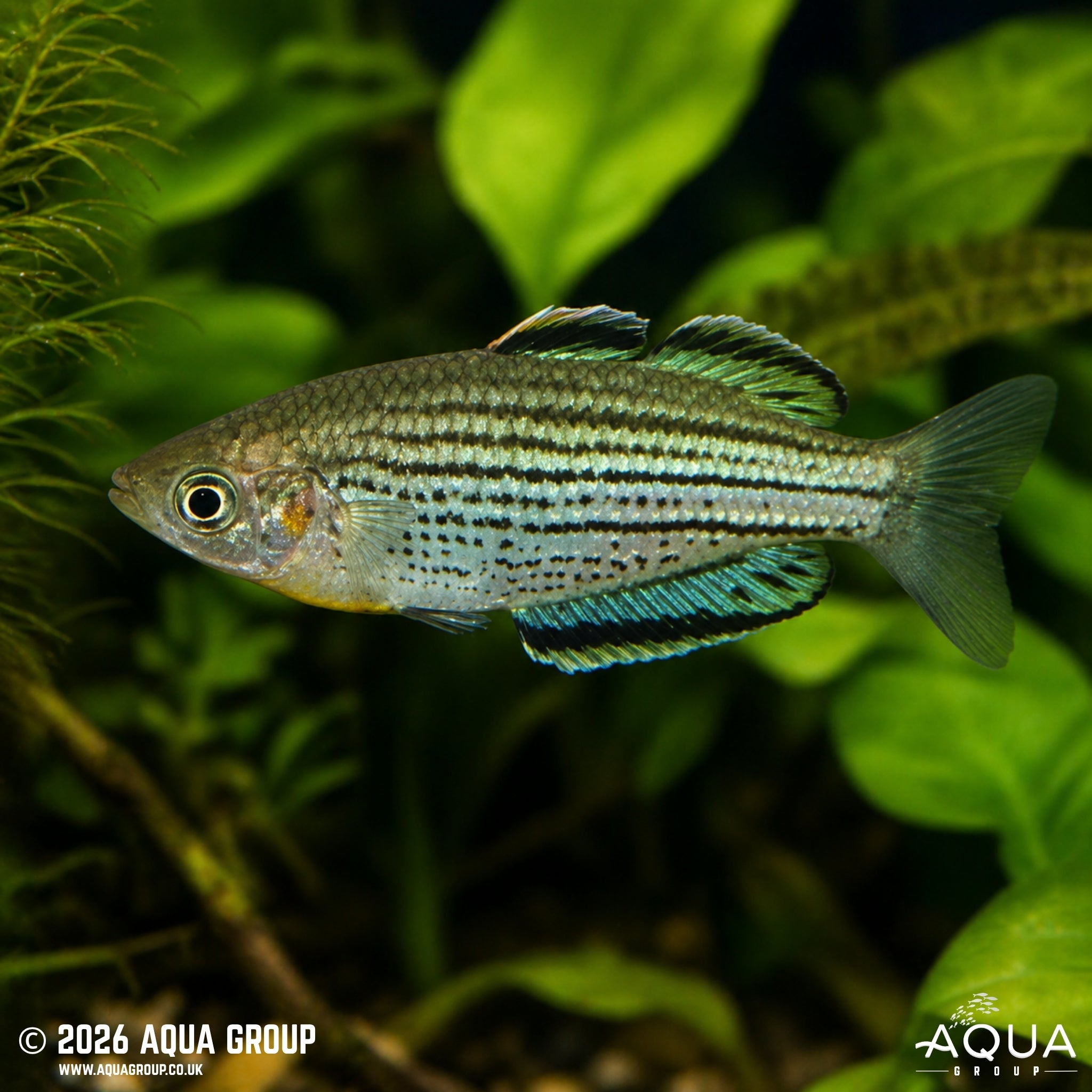 Skull Creek Rainbowfish (Melanotaenia sahulensis)