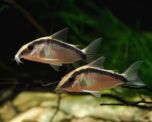Skunk Corydoras Arcuatus 3cm Catfish - Real Aquatics