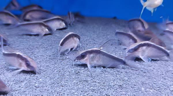 Skunk Corydoras Arcuatus 3cm Catfish - Real Aquatics