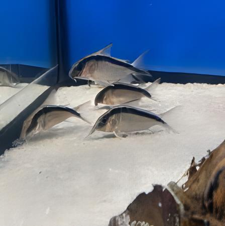 Skunk Corydoras Arcuatus 3cm Catfish - Real Aquatics