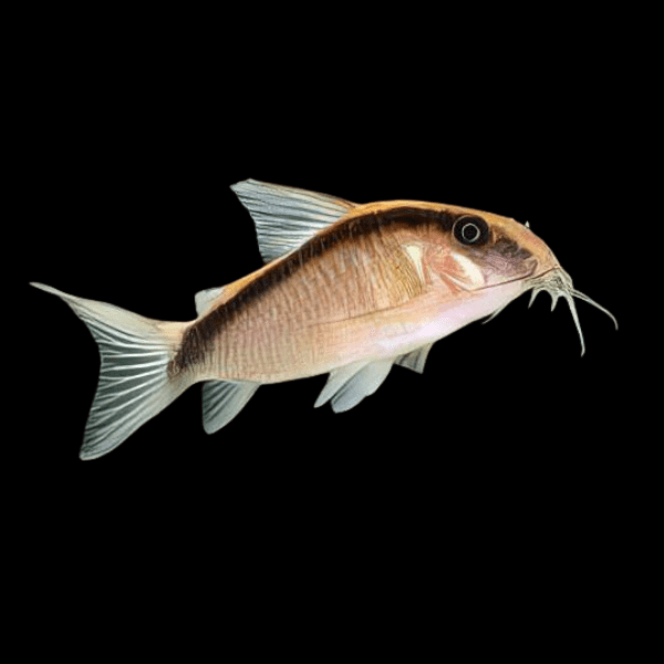 Skunk Corydoras Arcuatus 3cm Catfish - Real Aquatics