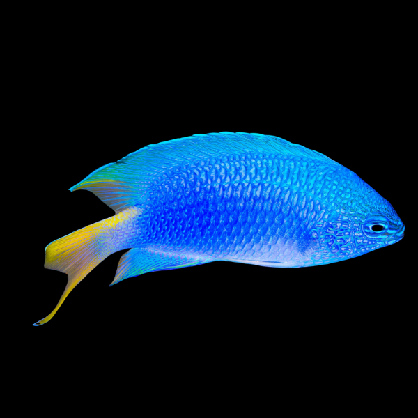 Sky Blue Damsel Pomacentrius Imitator - Real Aquatics