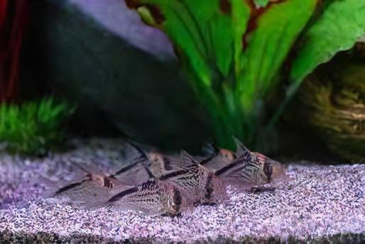 Slant Bar Corydoras Loxozonus 4cm Catfish - Real Aquatics