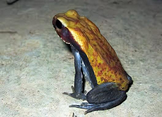 Smooth Sided Toad Rhaebo Guttatus 5cm - Real Aquatics