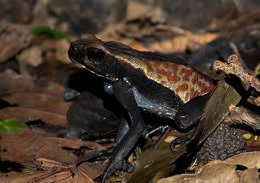Smooth Sided Toad Rhaebo Guttatus 5cm - Real Aquatics