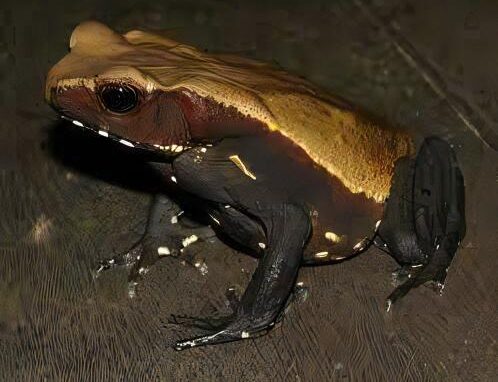 Smooth Sided Toad Rhaebo Guttatus 5cm - Real Aquatics
