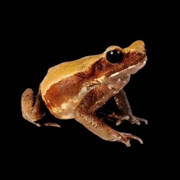 Smooth Sided Toad Rhaebo Guttatus 5cm - Real Aquatics