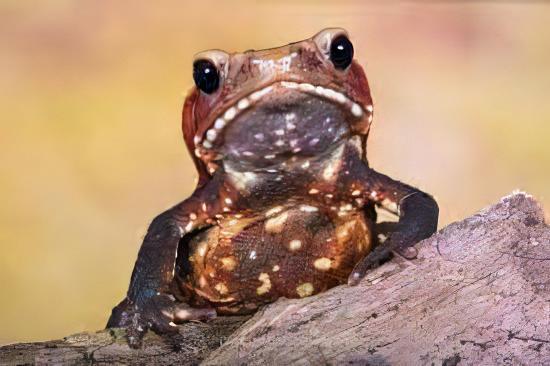 Smooth Sided Toad Rhaebo Guttatus 5cm - Real Aquatics