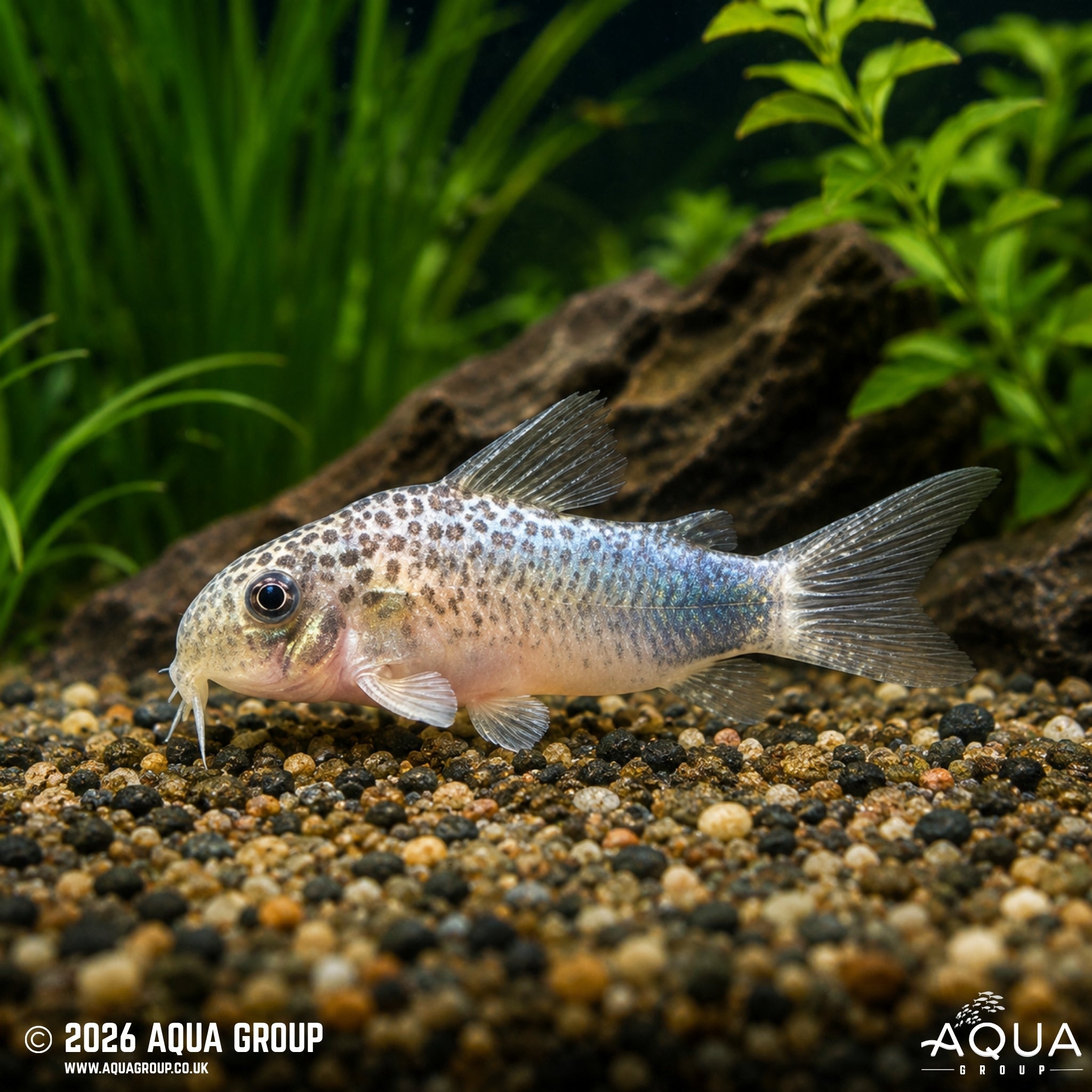 Smudge Spot Cory (Hoplisoma simile)