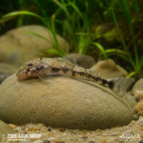 Pleco