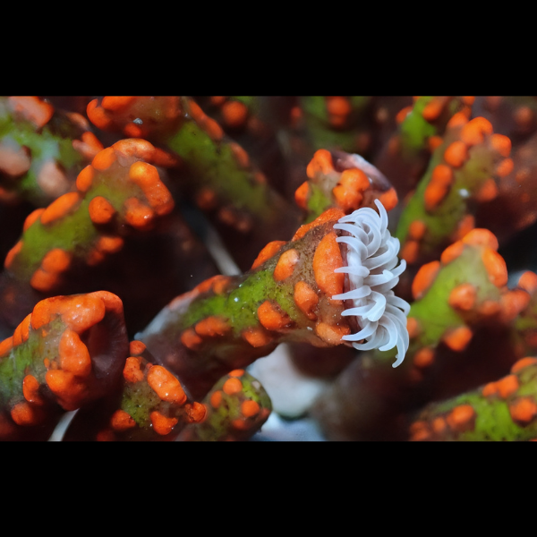 Snake Coral Polyp Lsaurus Sp - Real Aquatics