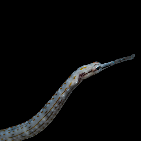 Snake Pipefish Entelurus Aequoreus - Real Aquatics