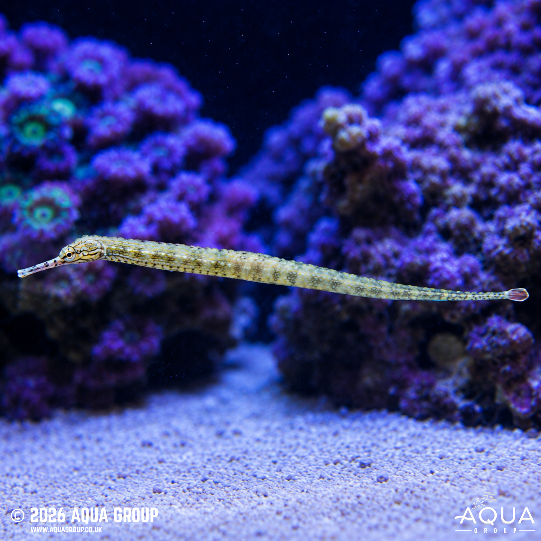 Banded Pipefish (Corythoichthys intestinalis)