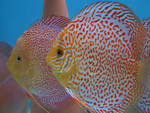 Snakeskin Discus - Real Aquatics