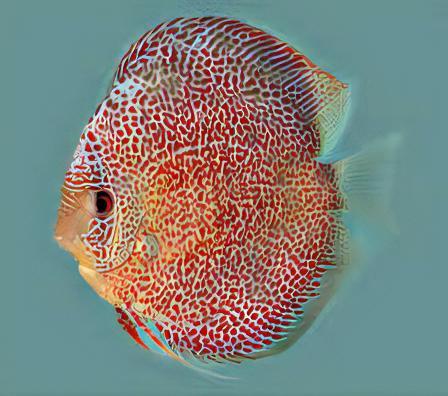 Snakeskin Discus - Real Aquatics
