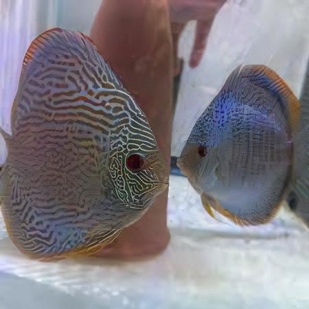 Snakeskin Fine Line Discus - Real Aquatics