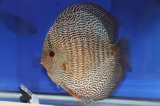 Snakeskin Fine Line Discus - Real Aquatics