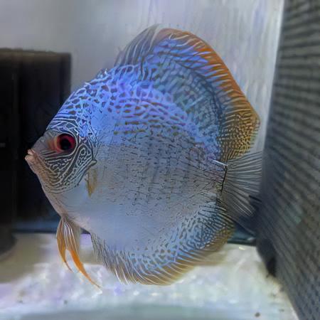 Snakeskin Fine Line Discus - Real Aquatics