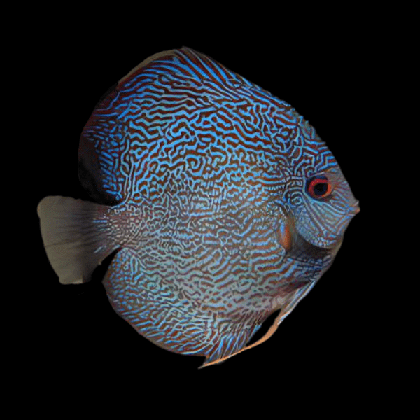 Snakeskin Fine Line Discus - Real Aquatics