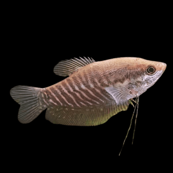 Snakeskin Gourami Trichopodus Pectorali 5cm - Real Aquatics