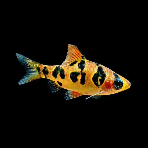 Snakeskin Rhombo Barb Systomus Rhomboocellatus 3cm - Real Aquatics