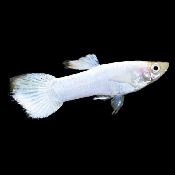Snow White Male Guppy Poecilia Reticulata 3cm - Real Aquatics
