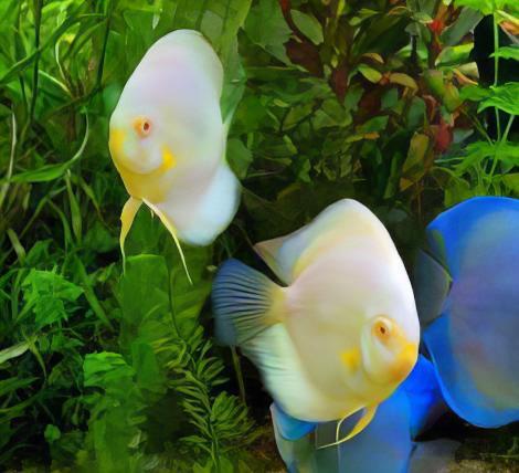 Snow White Discus - Real Aquatics