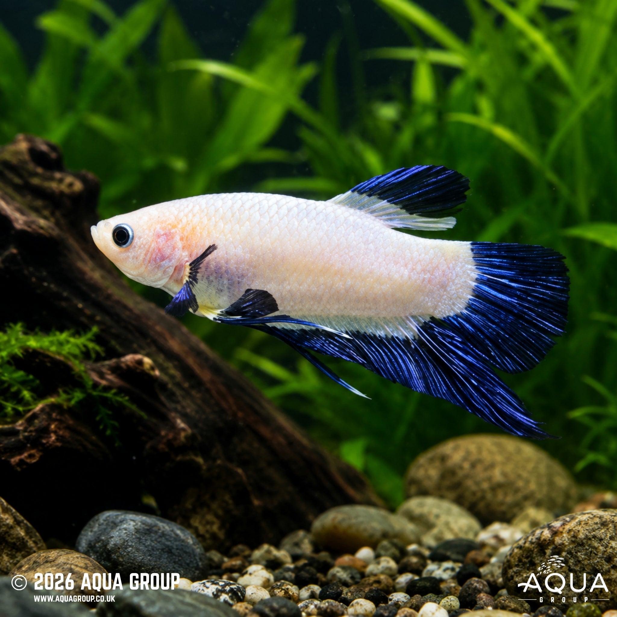 Snow Bluefin Plakat Betta #3