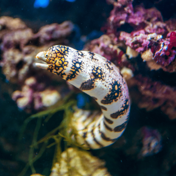 Snowflake Moray Eel Echidna Nebulosa - Real Aquatics