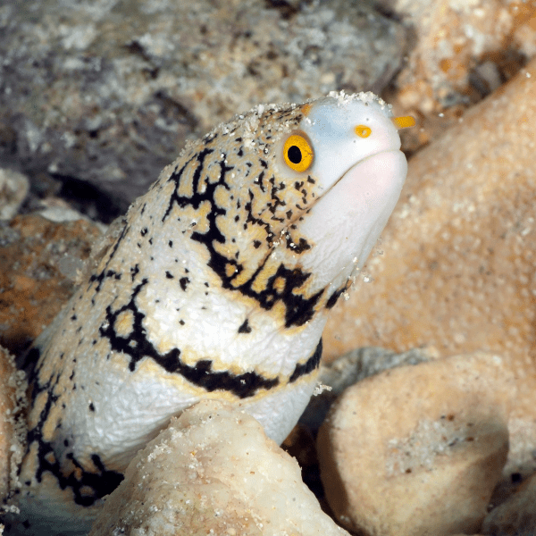 Snowflake Moray Eel Echidna Nebulosa - Real Aquatics