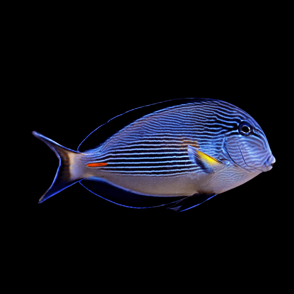 Sohal Tang Acanthurus Sohal - Real Aquatics