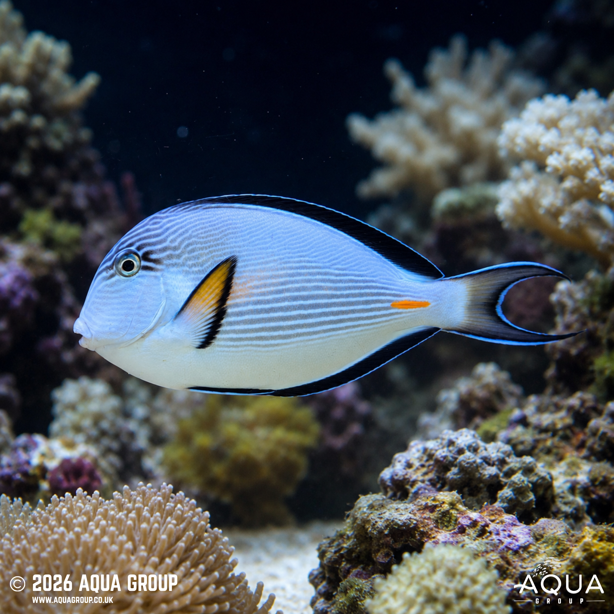 Sohal Tang (Acanthurus sohal)